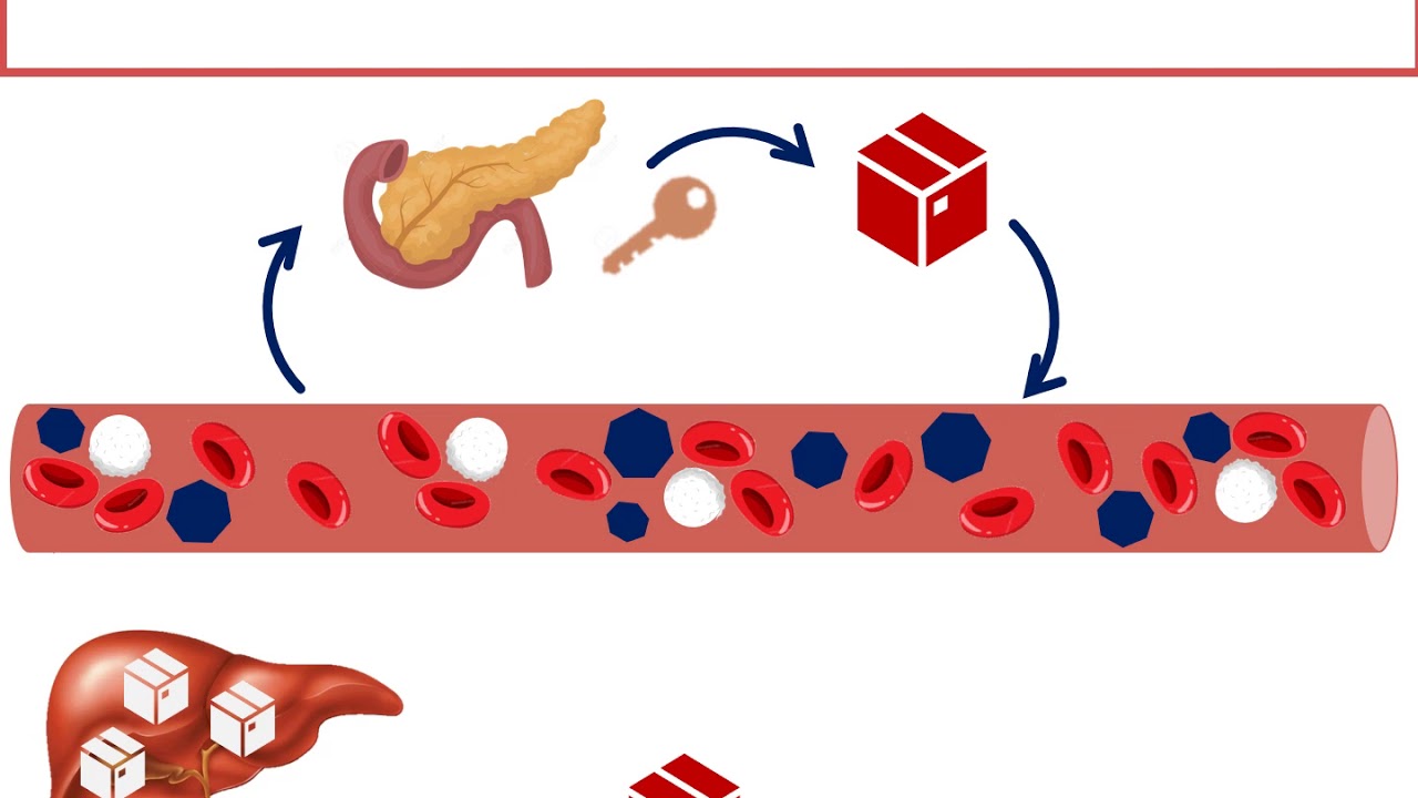 II° Biología. Clase 4 - Regulación de la glicemia