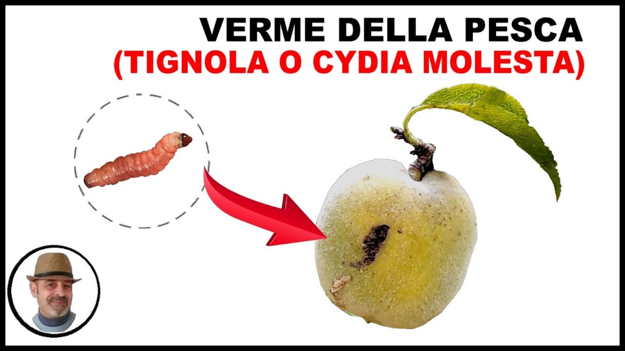 VERME DELLA PESCA, tignola o cydia molesta