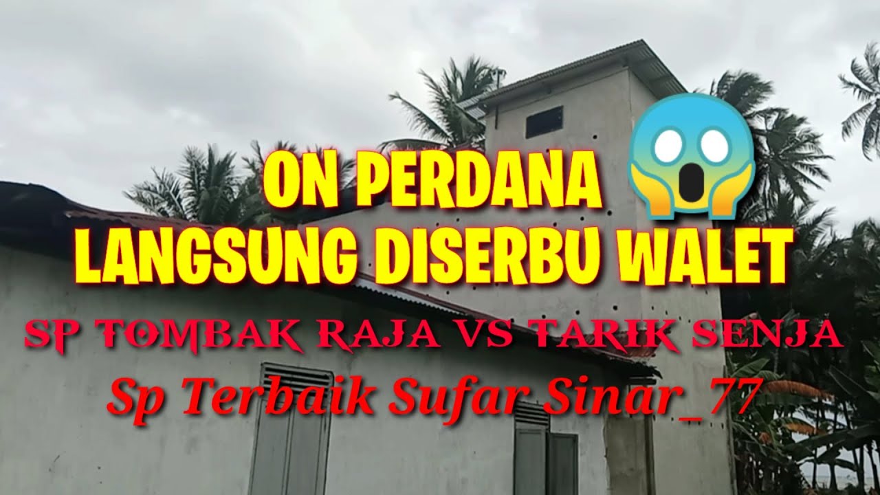 🔴Viral‼️ On Perdana Dimusim Cuek Langsung Diserbu Walet ‼️ Sp Tombak Raja Vs Tarik Senja Bergoyang