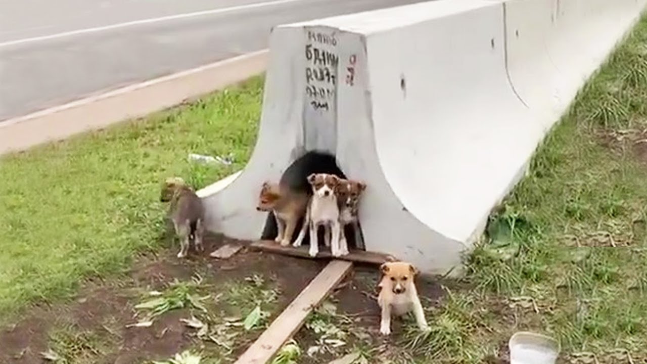Next to the highway, hungry puppies waiting for their mom to return in danger