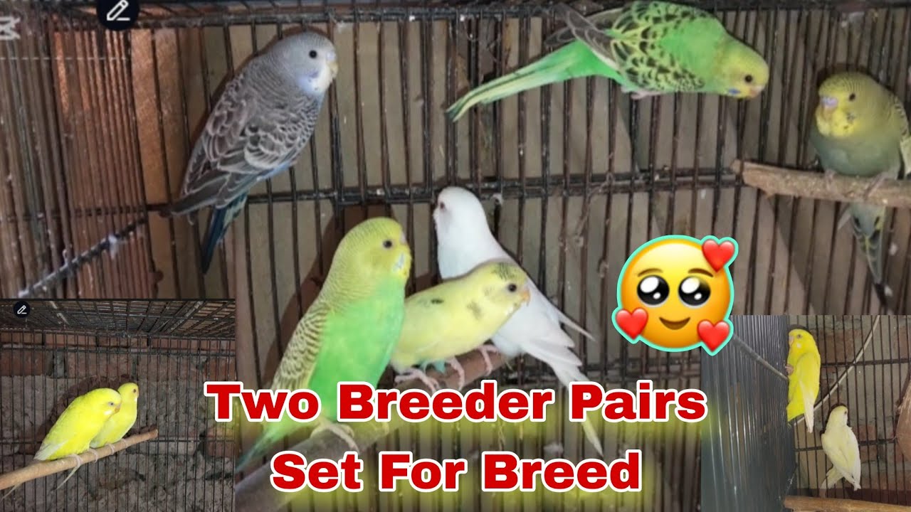Two Breeder Pairs Set For Breed Today | Australian Parrots Breeding Update | Bajriger Parkets 