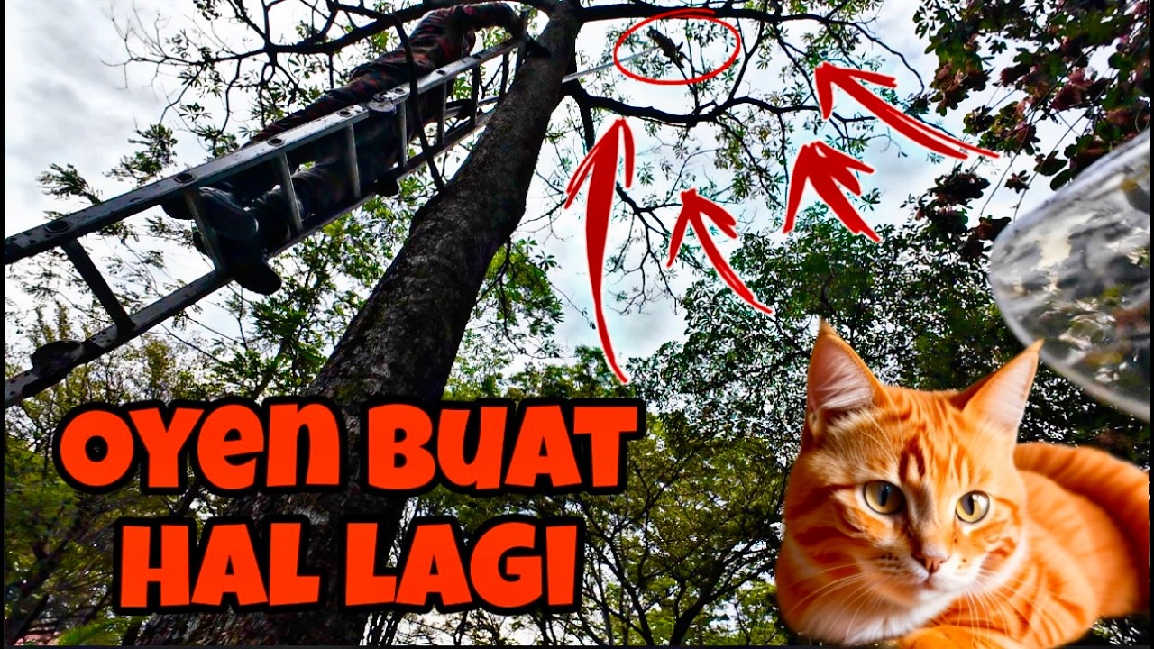 💢LEO KENCING ABANG BOMBA😱 - KHIDMAT KHAS KUCING IJAT CELORENG
