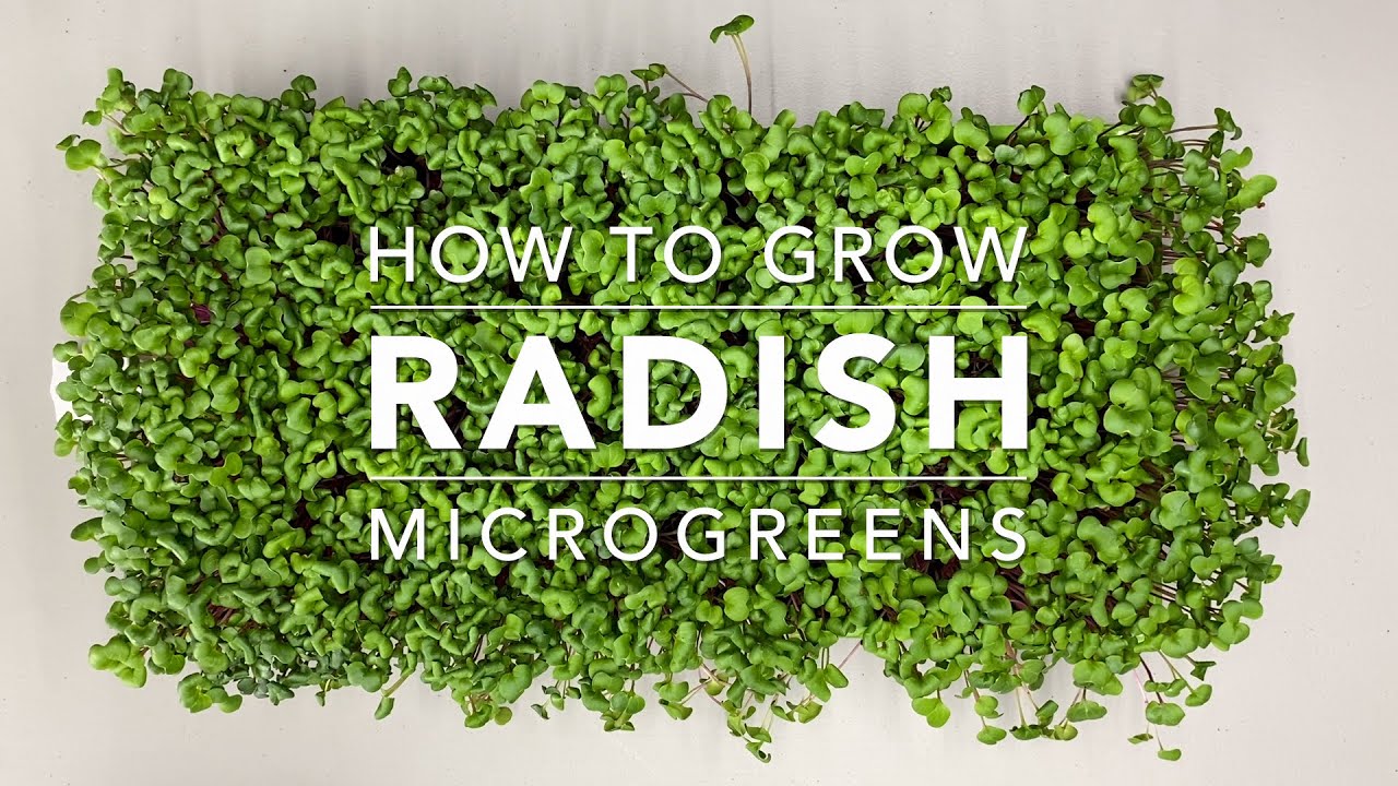 How to Grow Radish Microgreens