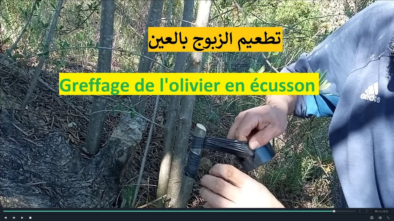 تطعيم الزبوج بالعين ///Greffage de l'olivier en écusson
