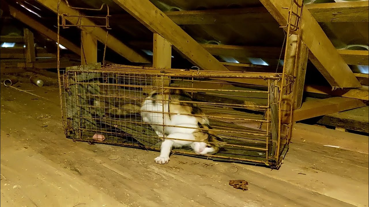 The cat on the roof was caught in a trap.