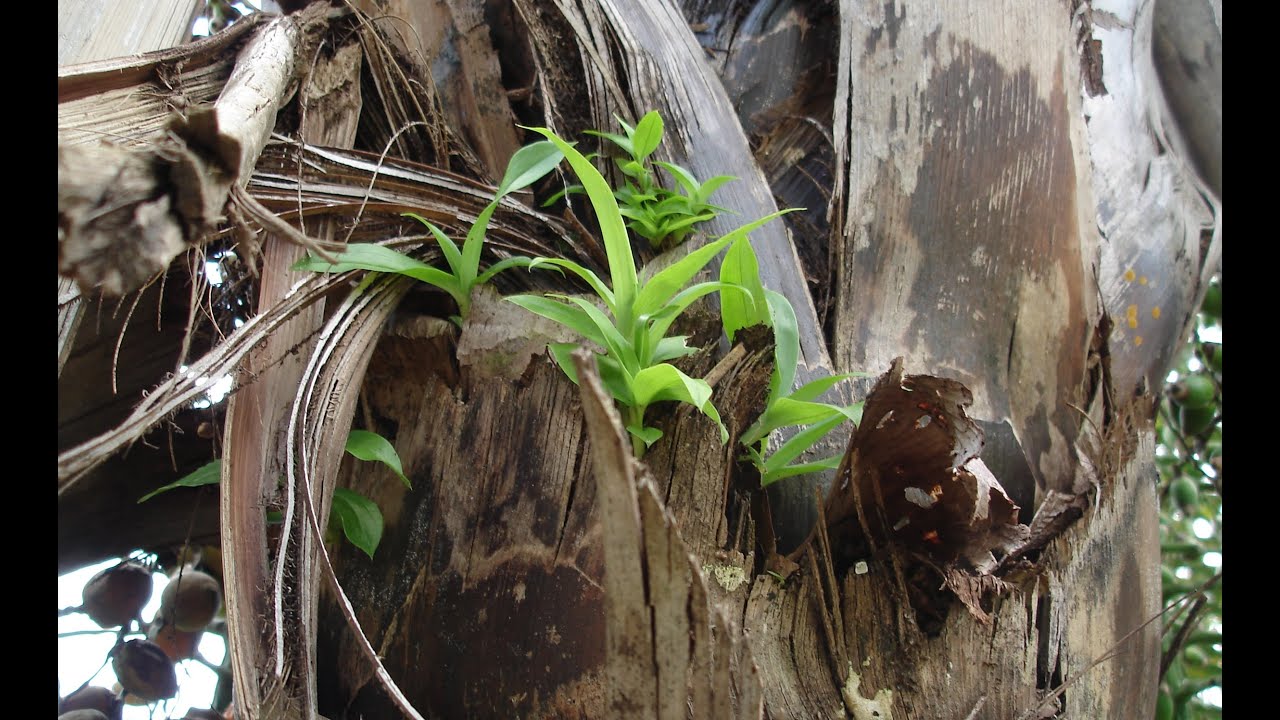 CATASETUM MACROCARPUM, WHERE ORCHIDS ARE BORN IN NATURE, ORQU&Iacute;DEAS, Epiphytic plant, Host.