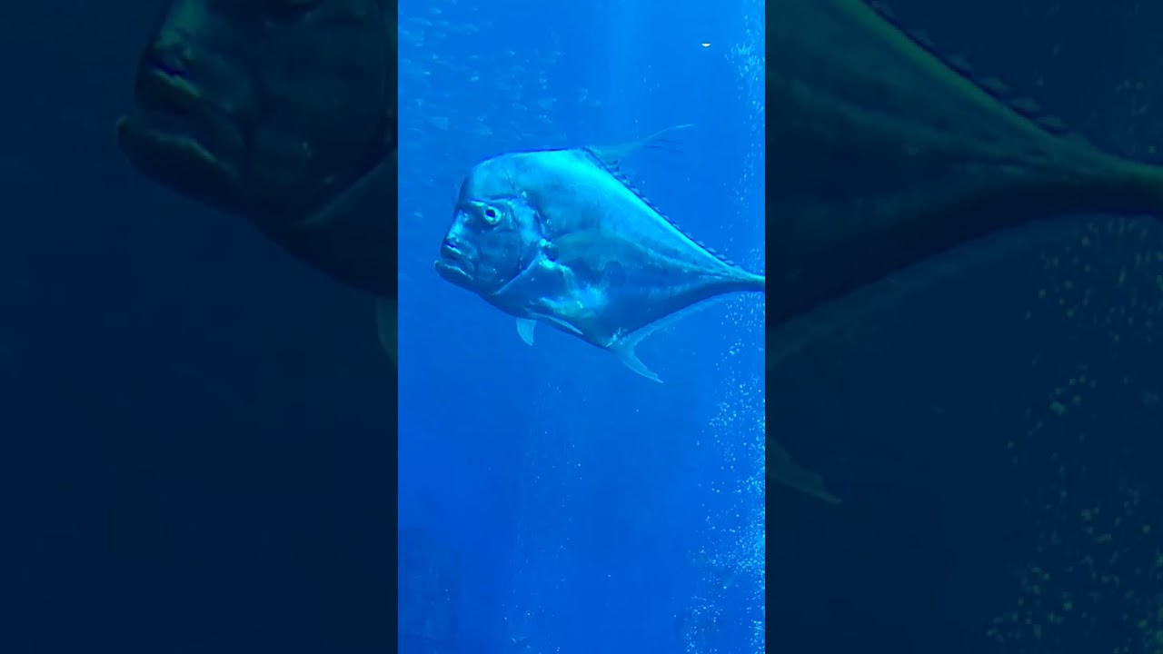 ATLANTIS AQUARIUM DUBAI