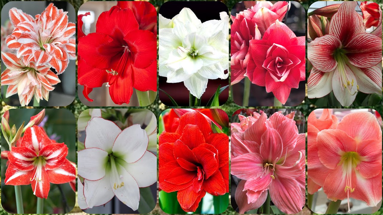 The Most Popular Varieties of Amayllis , Beautiful Indoors Amaryllis, With Their Awesome Name