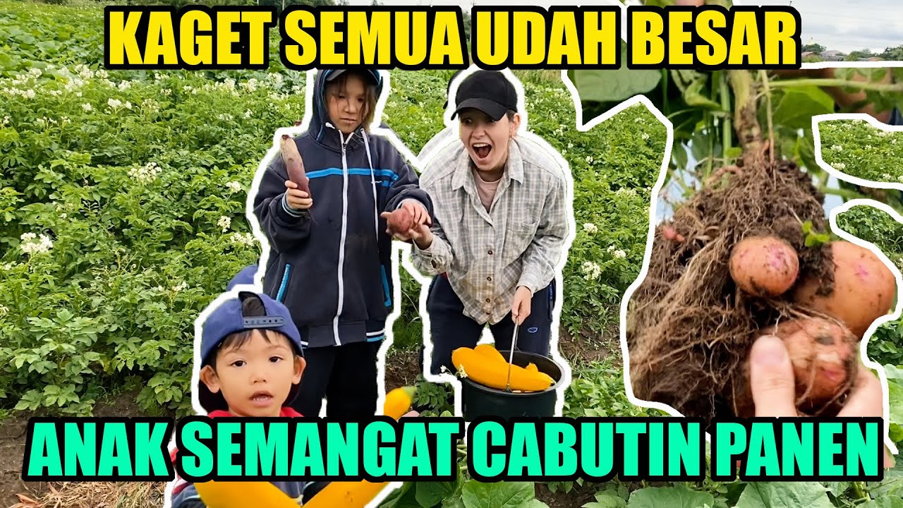 MELIMPAH KALI PANEN DILADANG MERTUA UKRAINA ! BESAR - BESAR KALI SAYURANNYA ANAK LANGSUNG MAKAN