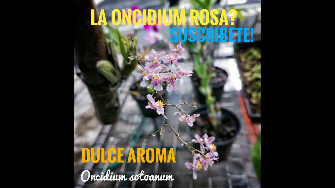 La oncidium mas bella de México? - Conociendo a las orquídeas