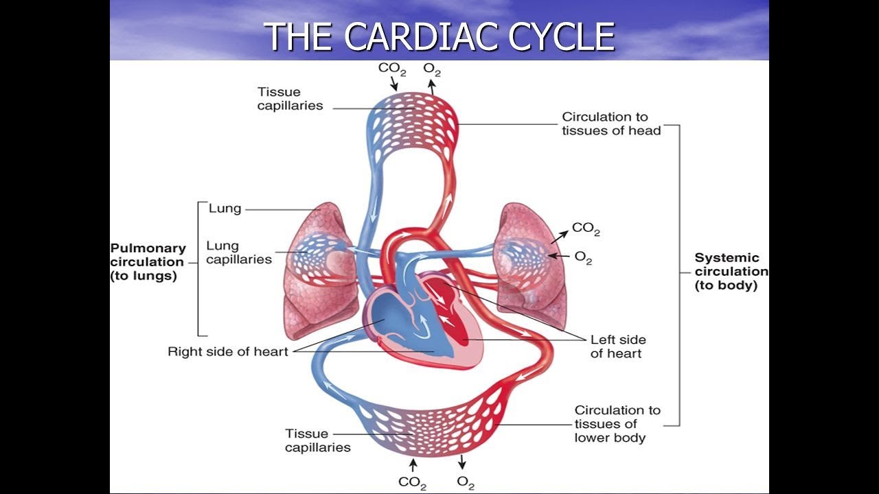 GCSE PE Revision- The Cardiac Cycle Paper 1 Cardiovascular System