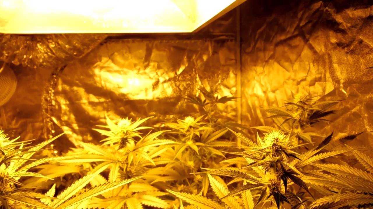 CannaVenture Update 13- Week 3 Flower