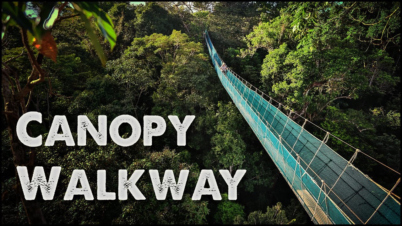 World's Largest Rainforest Canopy Walkway - Virtual Tour