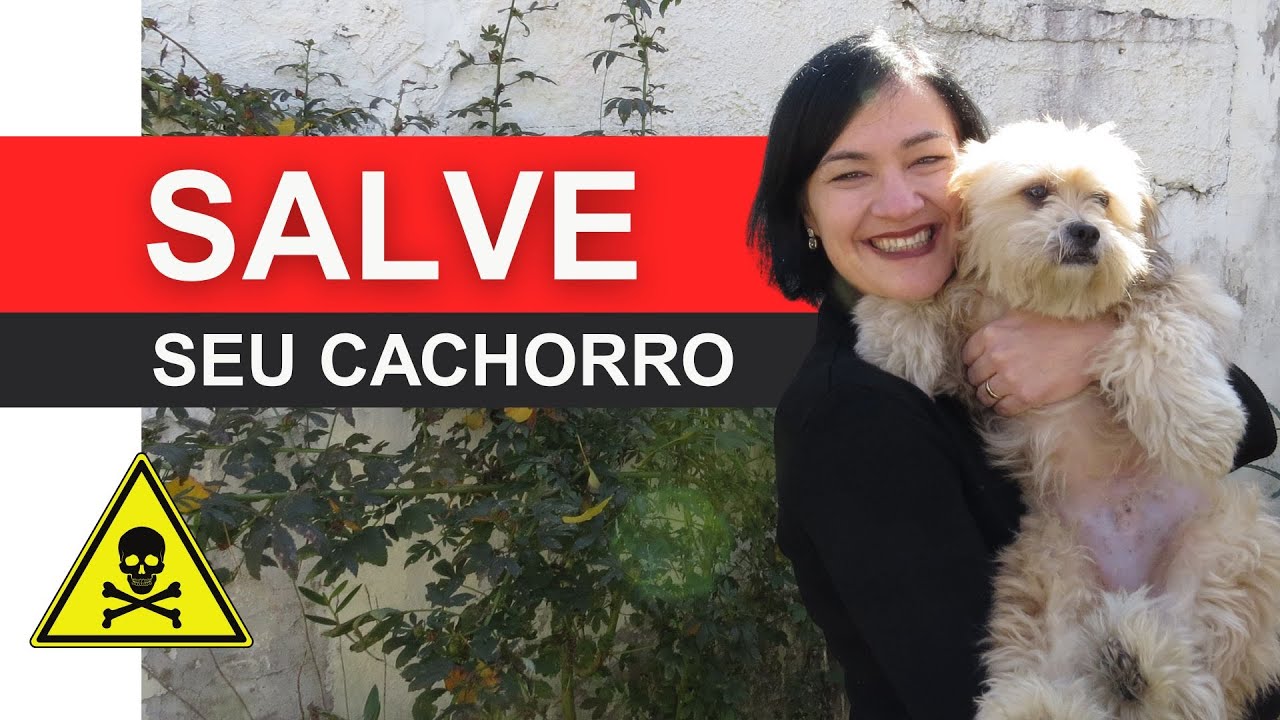SALVE SEU CACHORRO - Ele pode MORRER se ele comer essa planta!