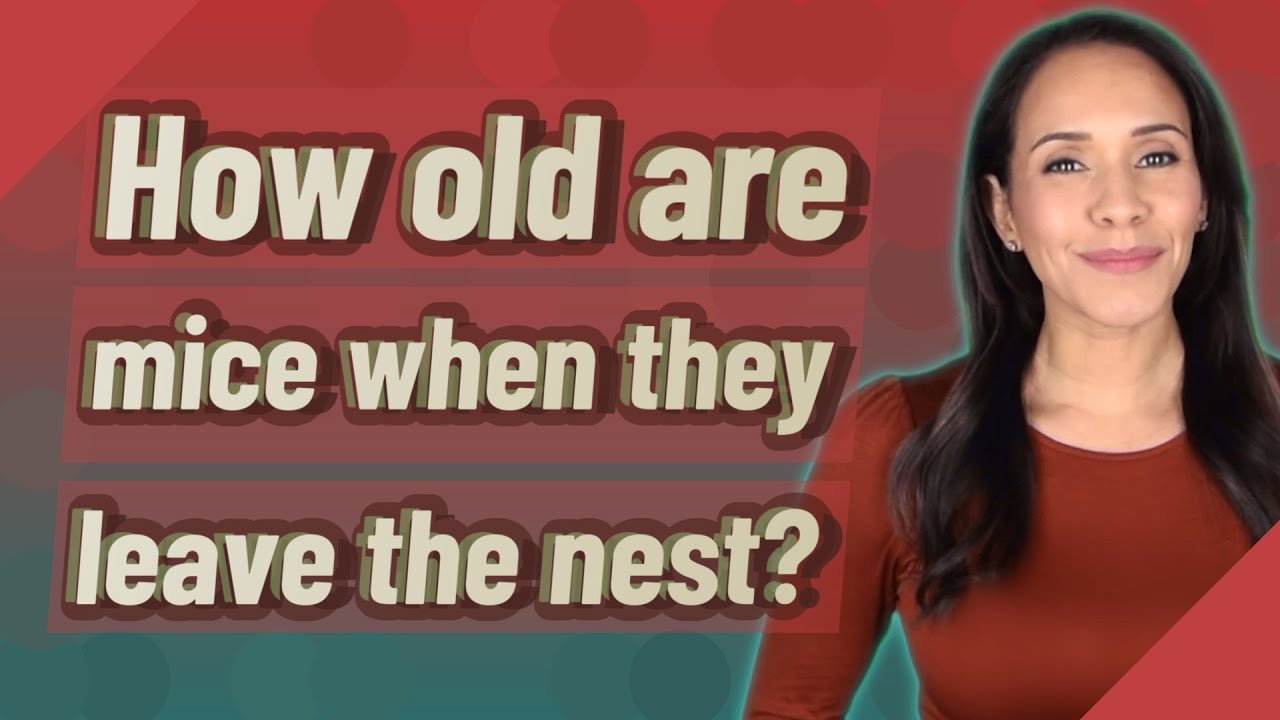 How old are mice when they leave the nest?