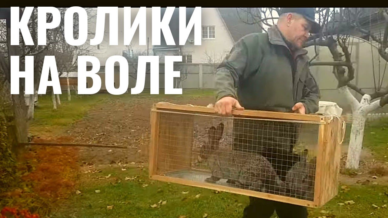 КРОЛИКИ НА ВОЛЕ