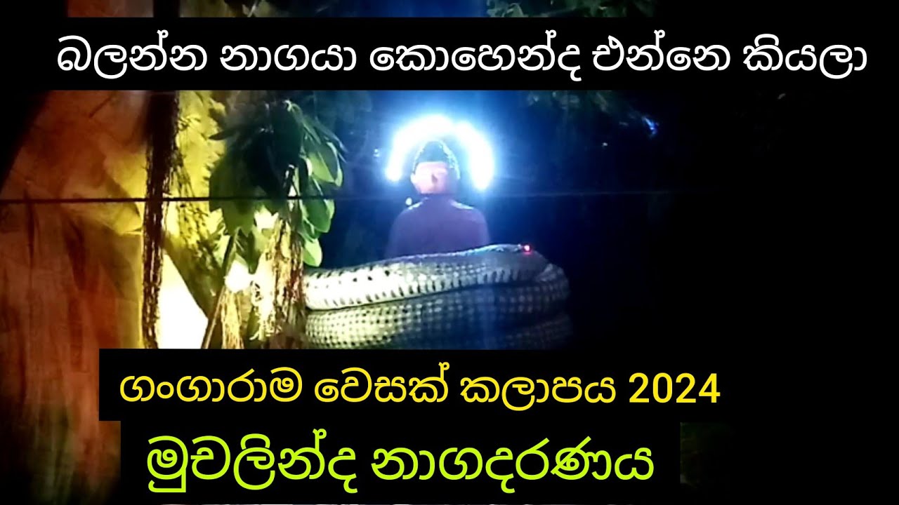 Muchalinda nagadarana|gangarama vesak kalapaya 2024|colombo in sri lanka
