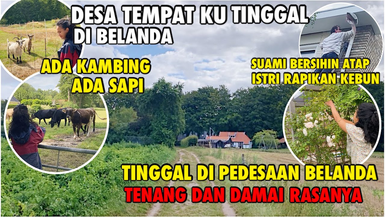 SUASANA PEDESAAN DI BELANDA TEMPAT AKU TINGGAL | BANYAK SAPI KAMBING DAN DOMBA