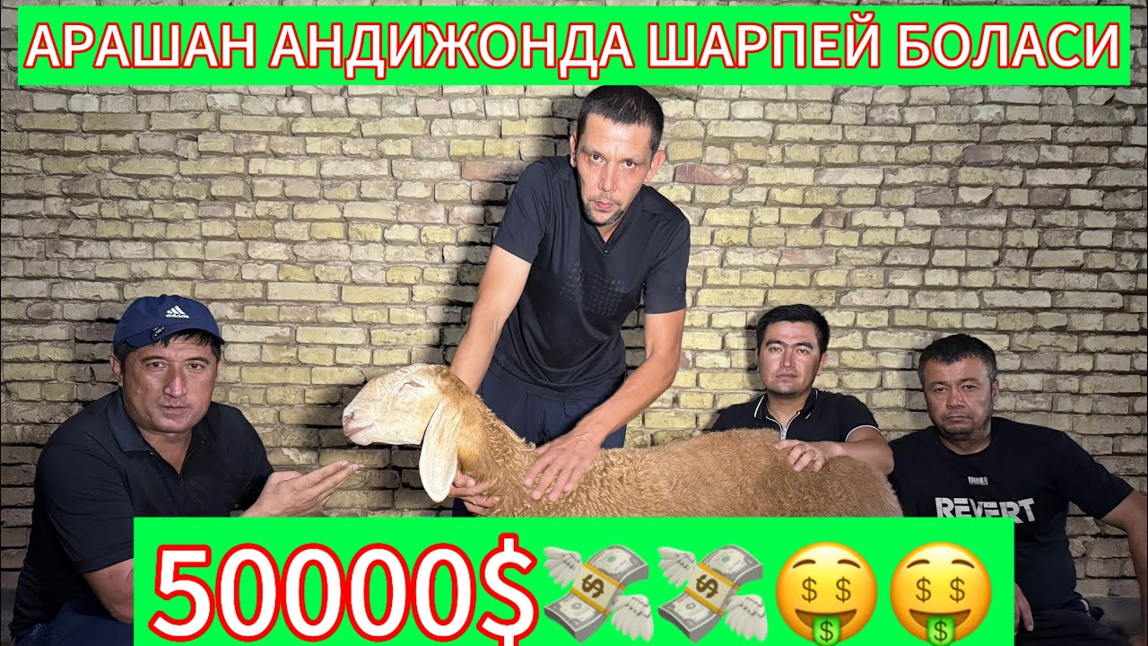 АРАШАН АНДИЖОНДАМИЗ ОЙБЕКЖОН х/з ☎️+998887009033#uzbekistan #арашанская_порода #andijonbozor #animal