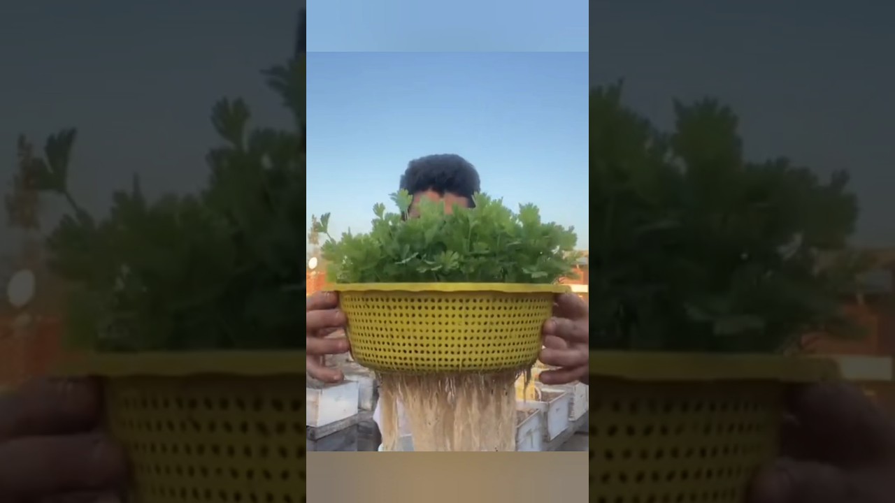 Cultivando coentro em escorredor de macarr&atilde;o #horta #hortaemcasa