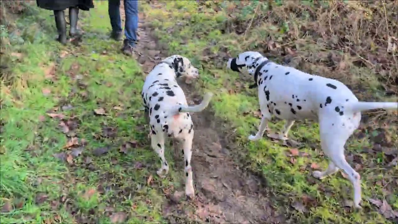 Dally Rally at Pembrey country park February 22nd