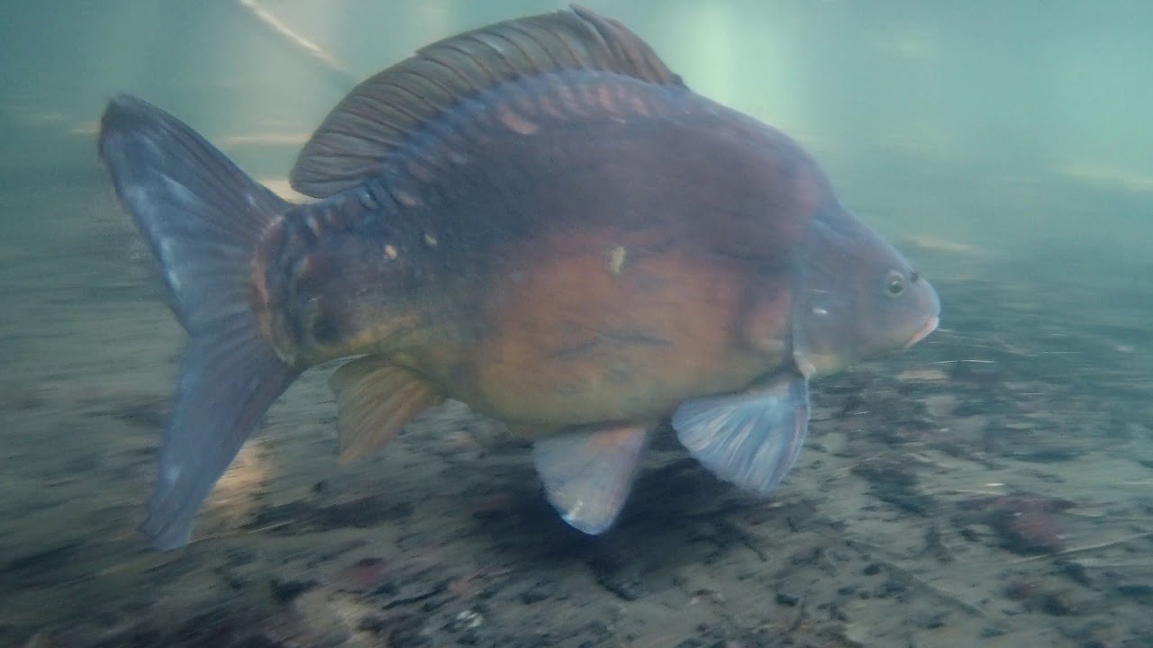 PowerRay 4k Underwater Drone filming Carp,Amazing footage..