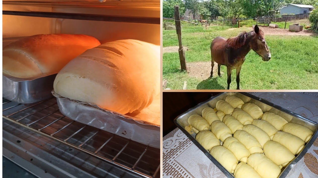 Vida no sítio não perdoa burro fujão + receita caseiras