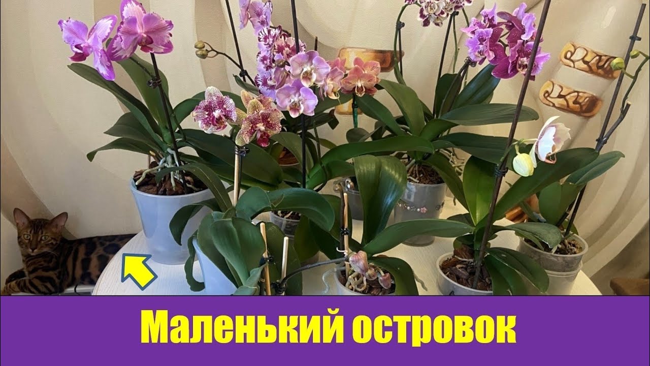 Маленький островок красоты🦋🌺🌼🌺 #phalaenopsis #flowers #orchid#цветы #цветущиеорхидеи 