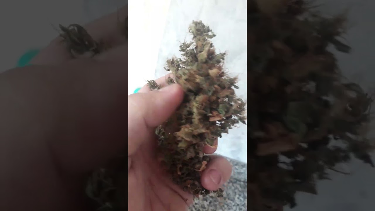 prenseeds colheita