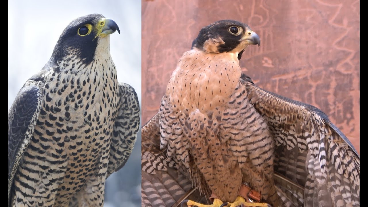 Falconry: Peales vs Anatum Peregrines