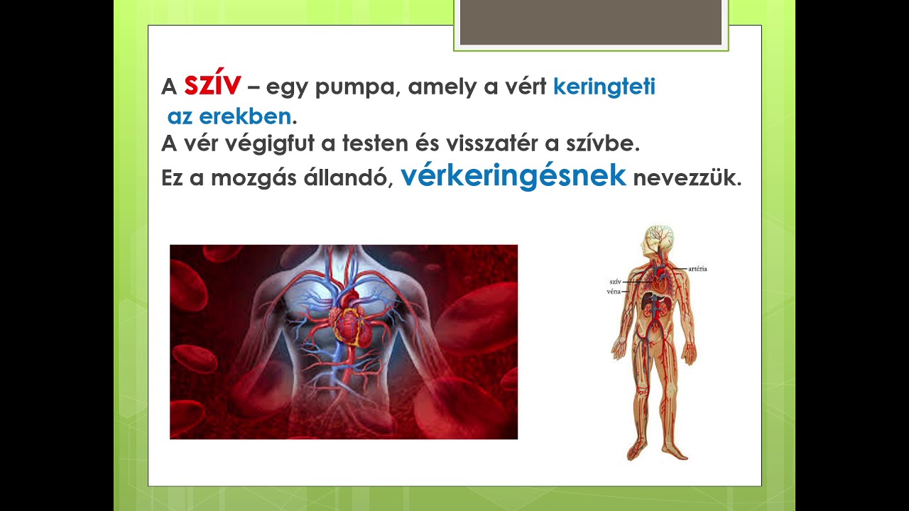 54  óra A vérkeringési rendszer