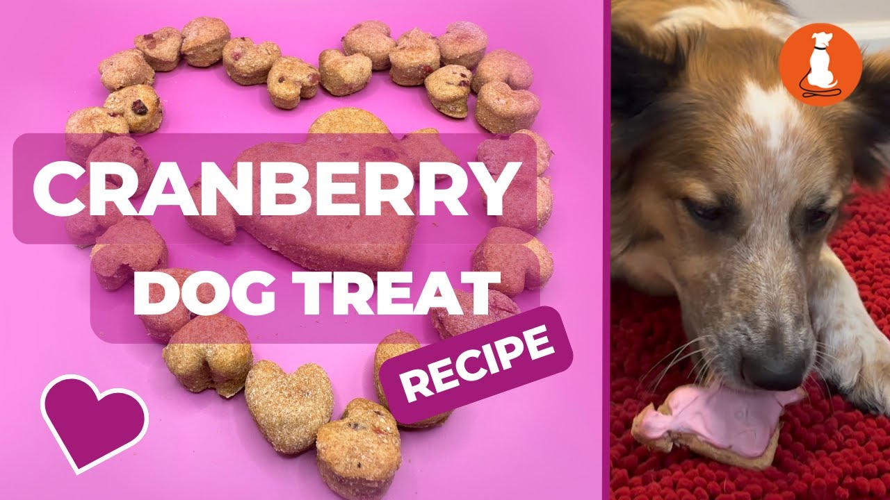 Healthy Cranberry Dog Treat Recipe