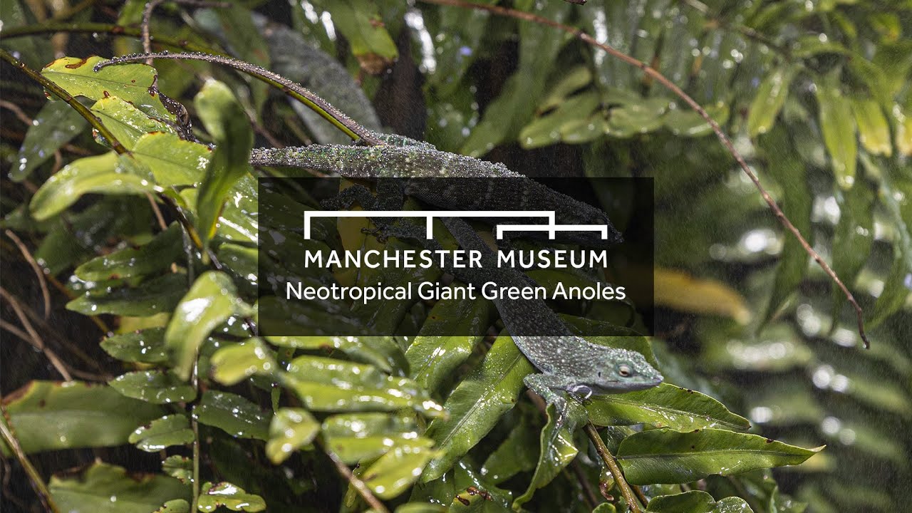 Manchester Museum: Neotropical Giant Green Anoles