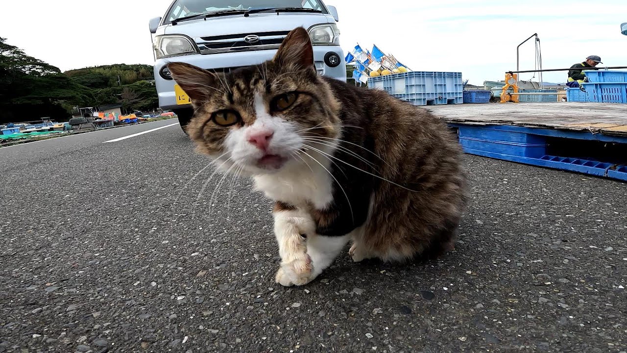 【田代島】【猫島】毛繕いに夢中な野良猫