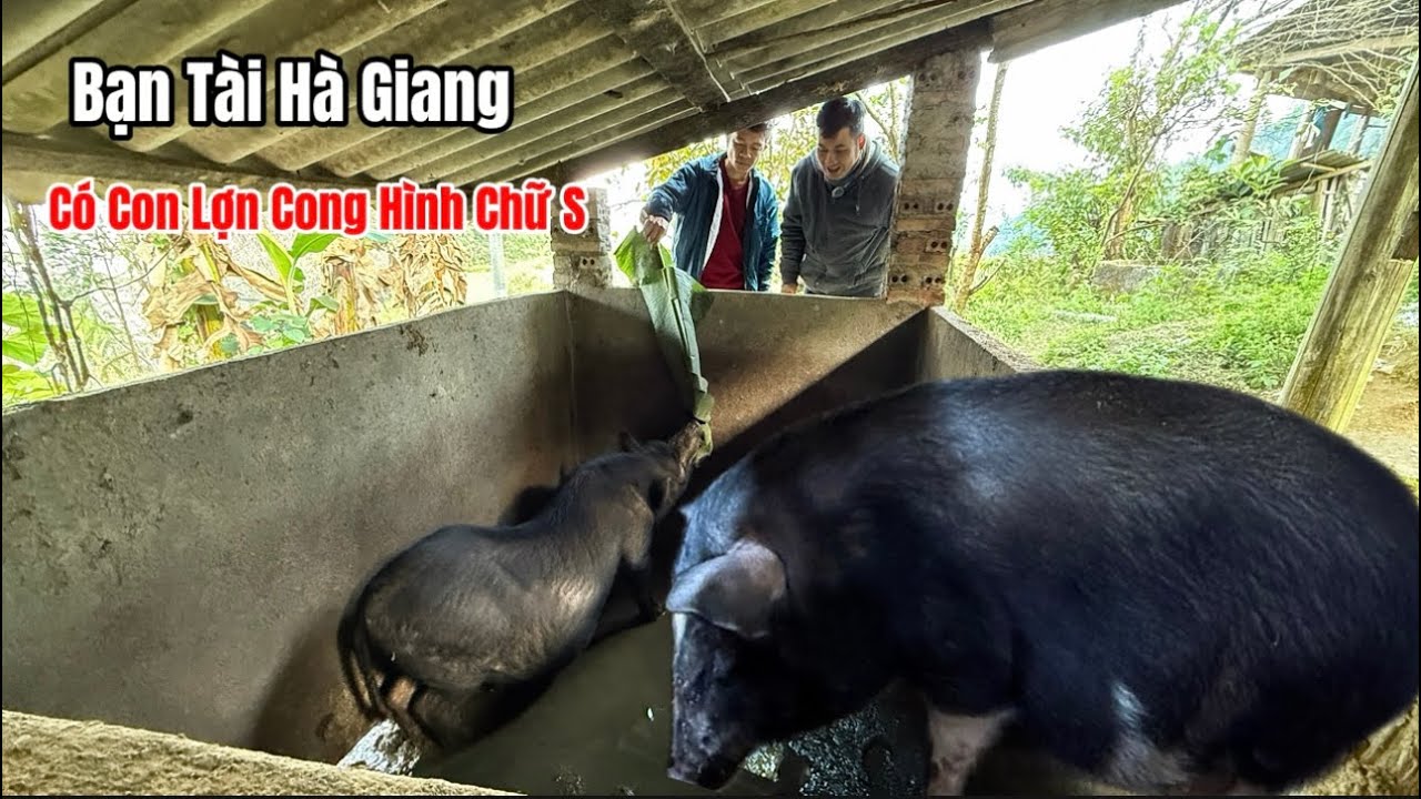 Vào Bản Tìm Lợn Đen – Gặp Bạn Tài Hà Giang Với Giống Lợn Đen Đặc Biệt