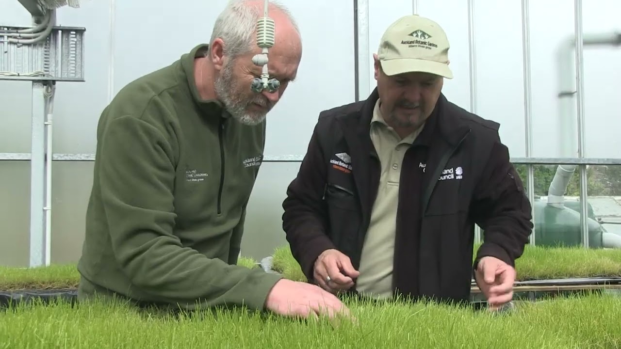 Growing Grassman at Auckland Botanic Gardens