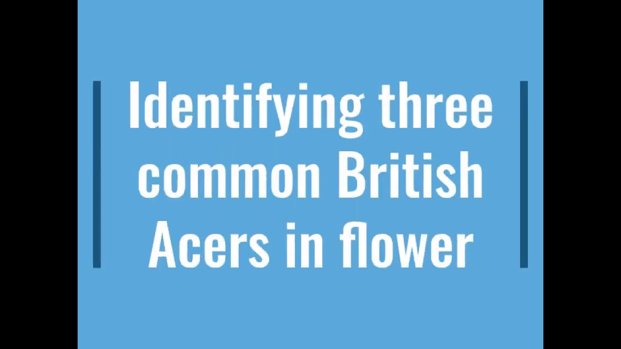 Acer identification in flower