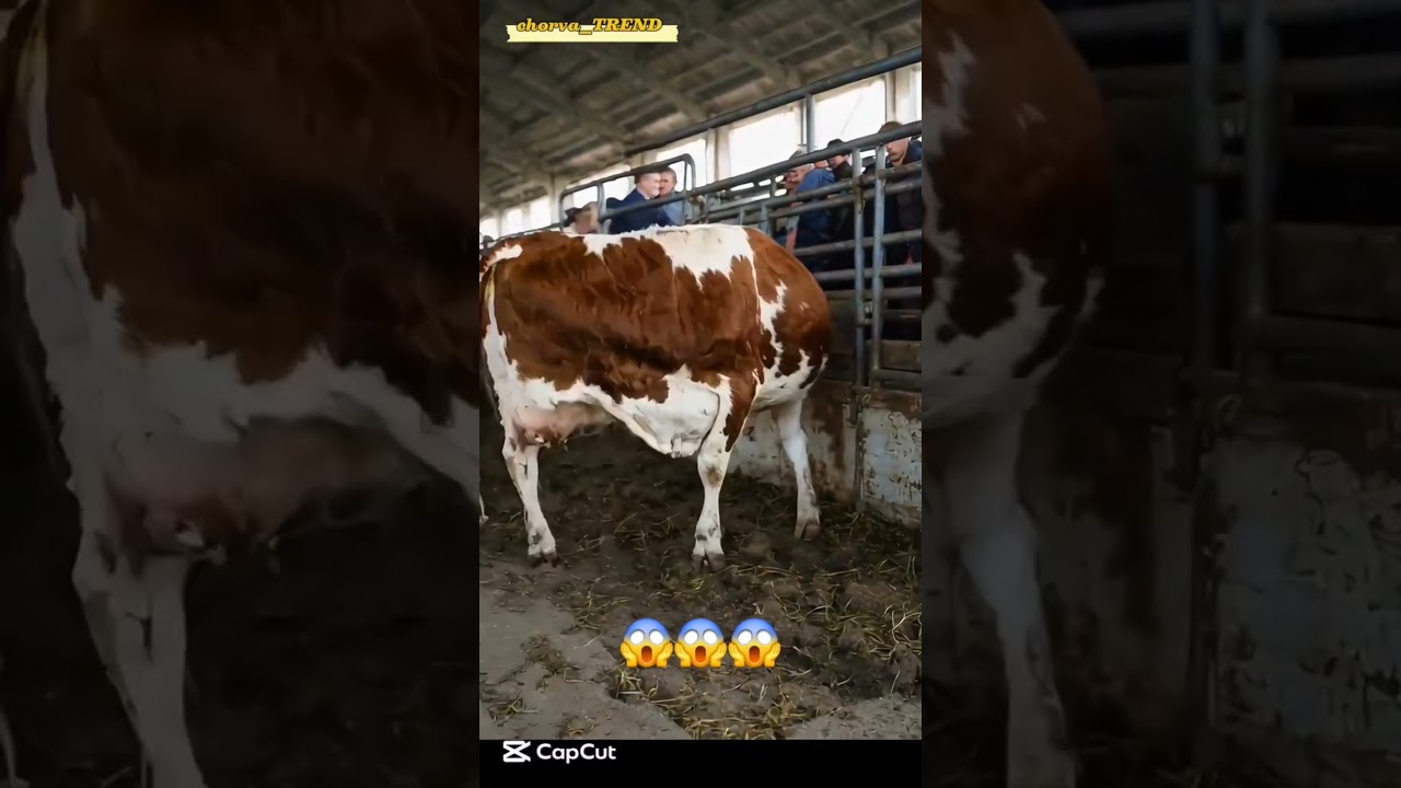 Nima bu??? 😱😱😱#simmental #limuzin #angus #aulikol #greeford #sharolle