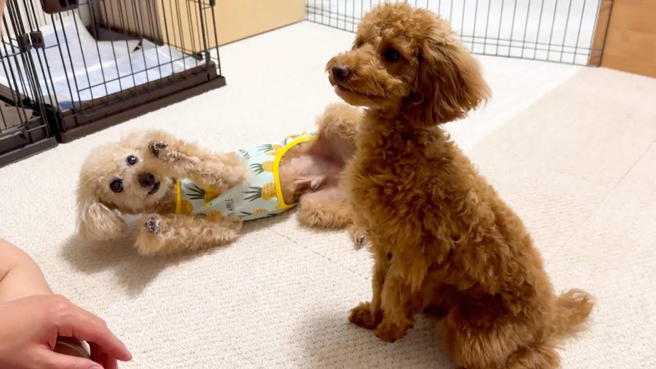 トイプードルの子犬が来てから先住犬がおかしな行動をするようにw