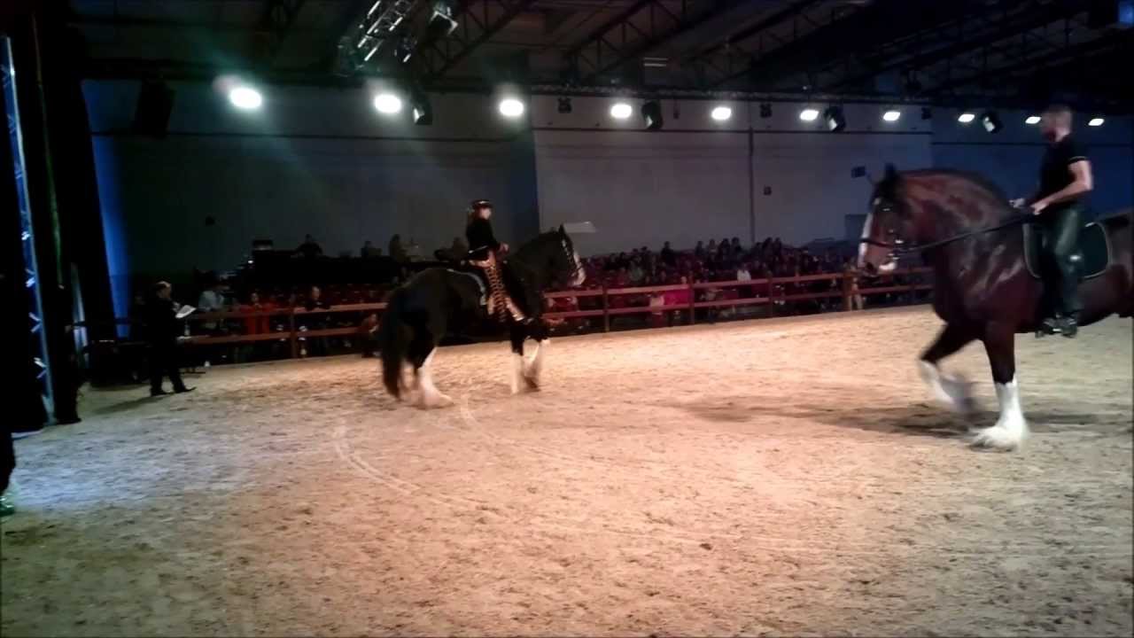 Messe Hund & Pferd 2013 - Arena - Shire Connection Schönborn