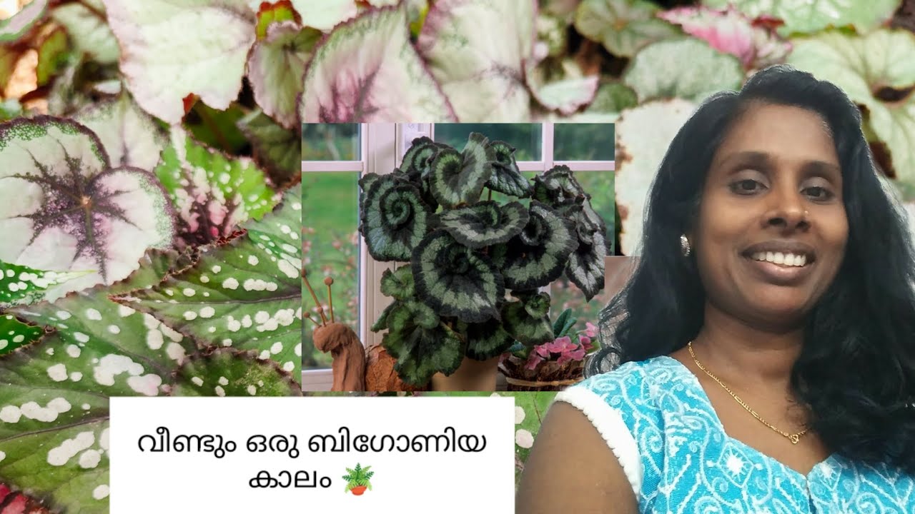വീണ്ടും ഒരു ബിഗോണിയ കാലം 🪴