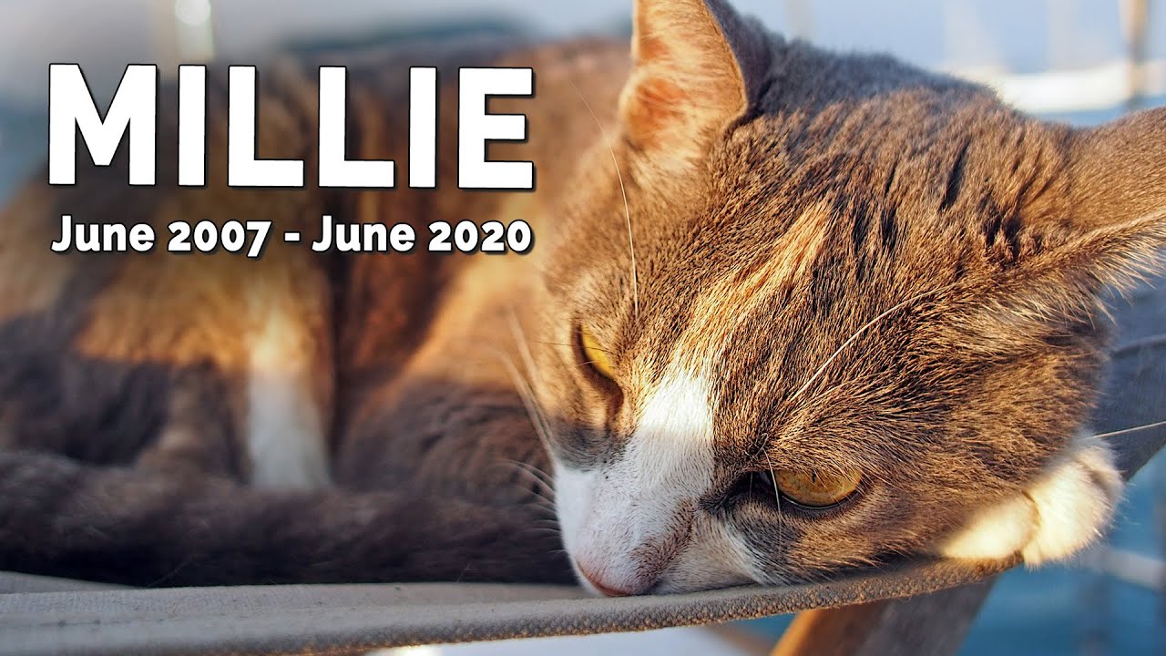Goodbye Millie. Sailing cat and best friend.