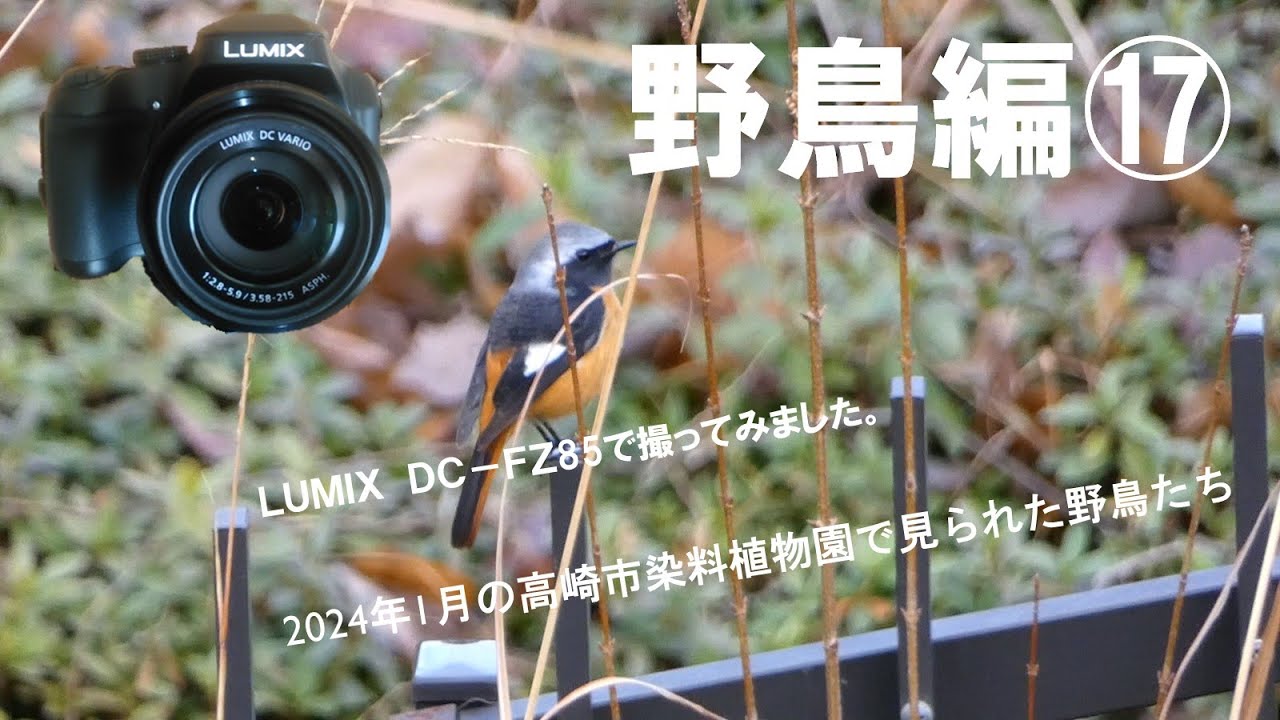 ＬＵＭＩＸ　ＤＣ－ＦＺ85のコンパクトデジタルカメラで野鳥（bird)を撮影しました。今現在、このカメラ販売してないようですが、ZOOMがすごく、軽量なので野鳥撮影にもってこいです。ご覧ください。