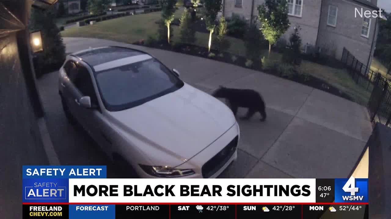 More black bear sightings in Tennessee
