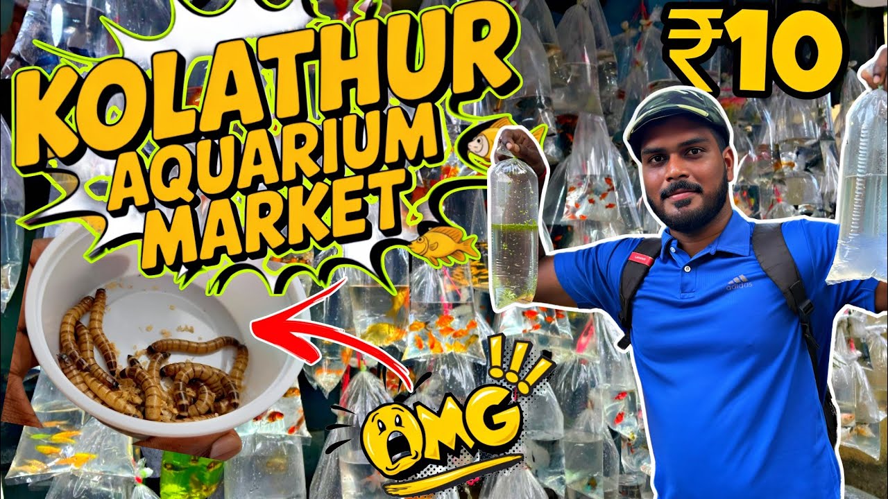 🐠 Исследуем рынок товаров для животных Колатур 🔥 | Крупнейший рынок аквариумных рыбок в Ченнаи ‼️😱🐟