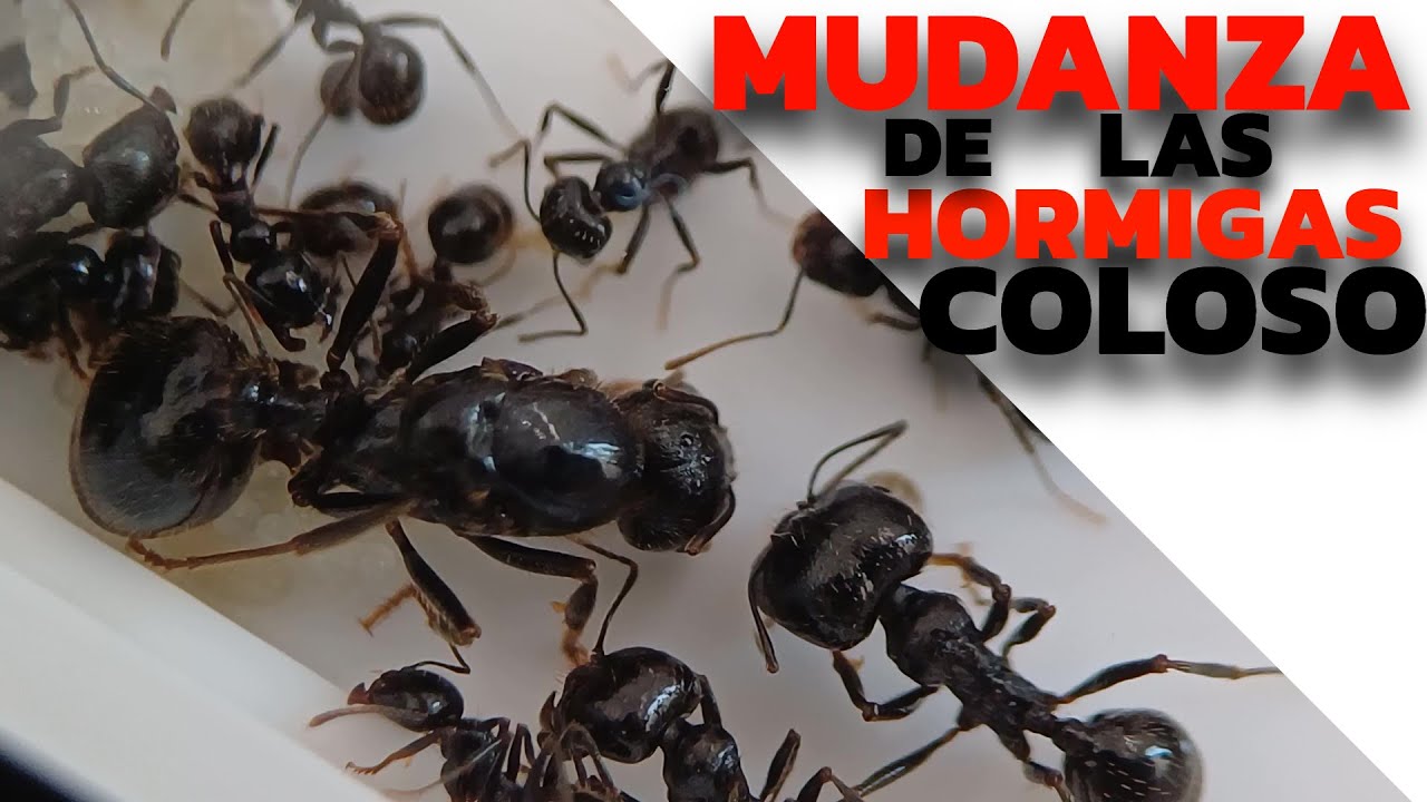 MESSOR CAPITATUS - la hormiga cosechadora COLOSAL