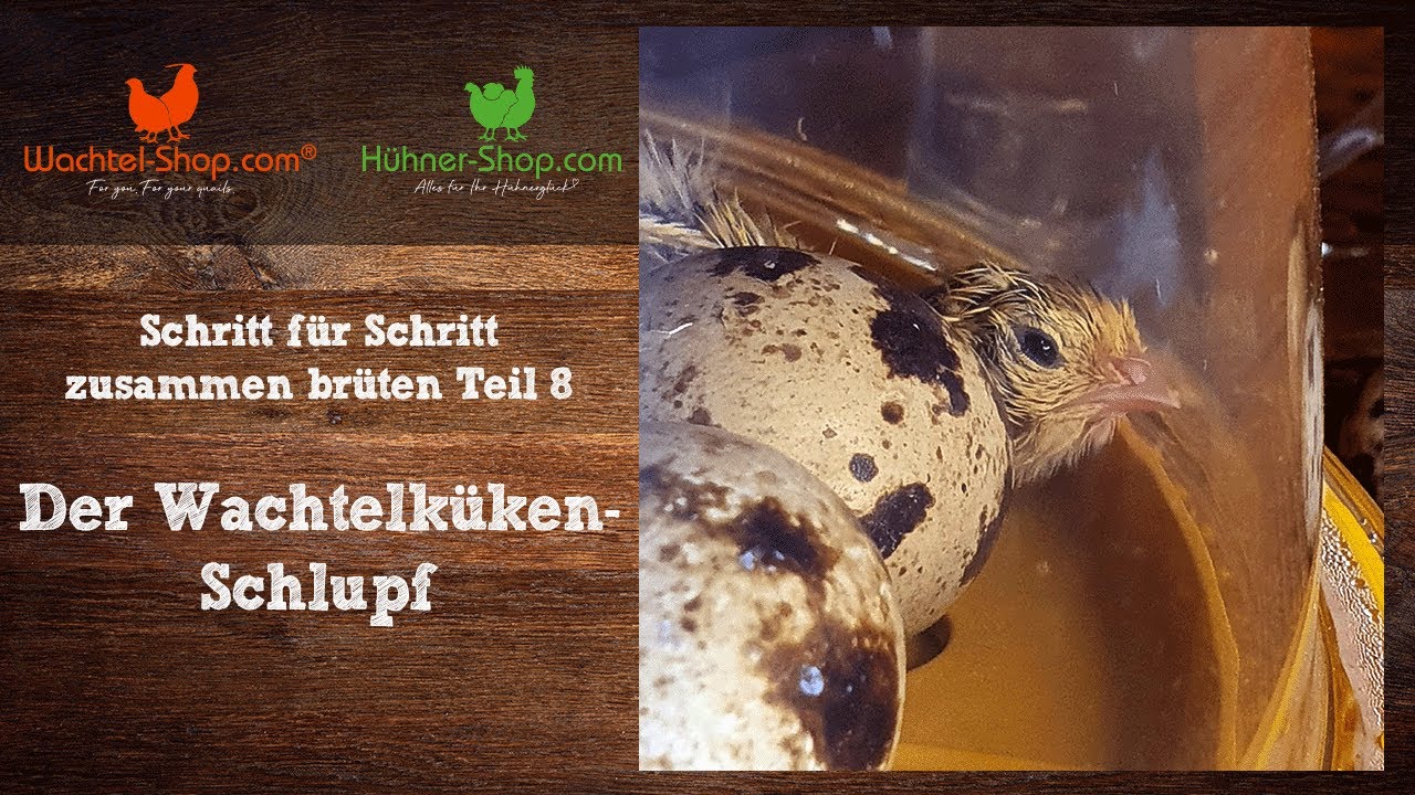Der Wachtelküken-Schlupf - Schritt für Schritt zusammen brüten Teil 8