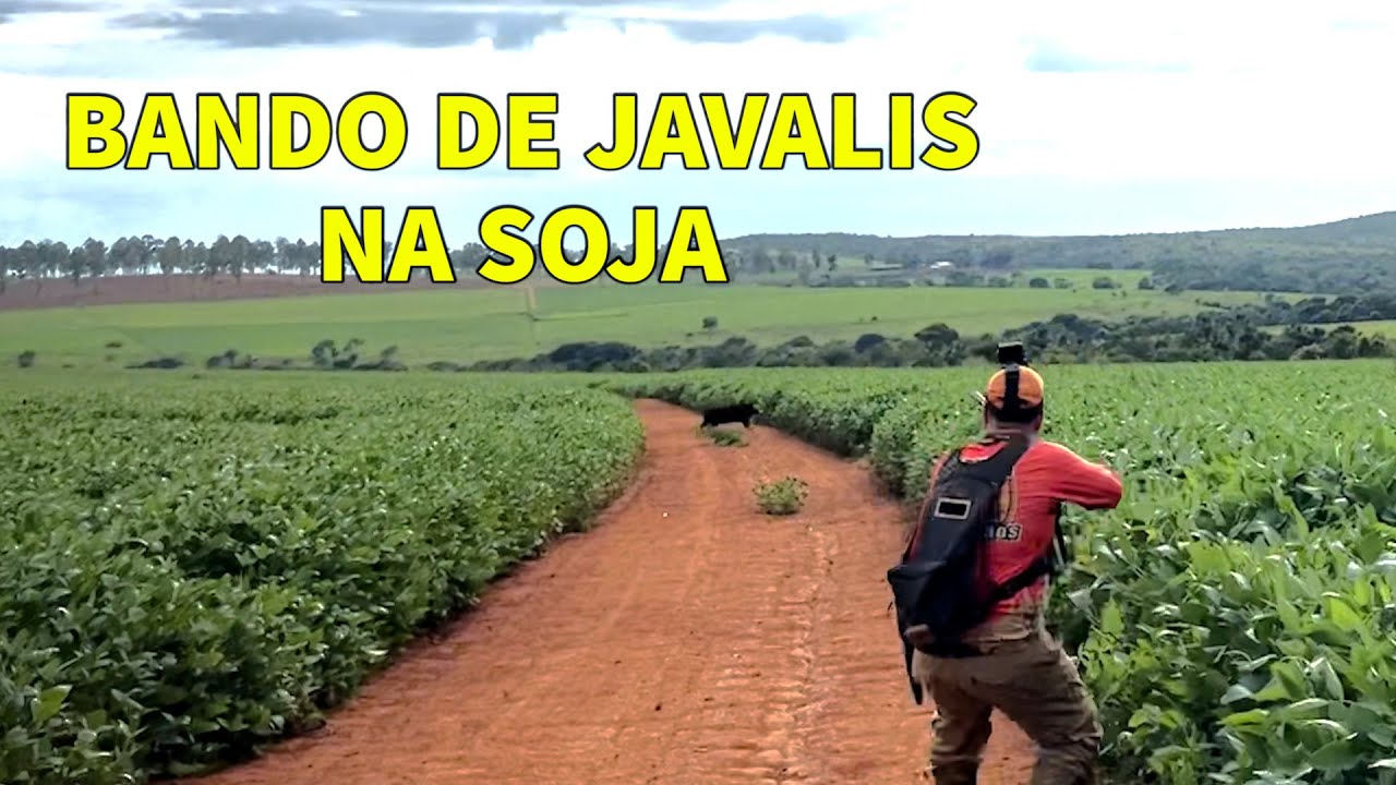 Javalis correndo na soja | achamos um bando e soltamos os cachorros no rastro