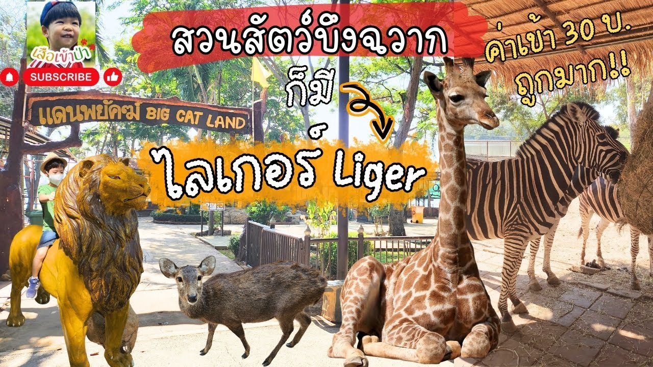EP 68 สวนสัตว์บึงฉวาก 30บ.ก็ได้เจอไลเกอร์ตัวจริง!! | เสือ สิงโต ยีราฟ ลา ม้าลาย เนื้อทราย ก็มีครับ