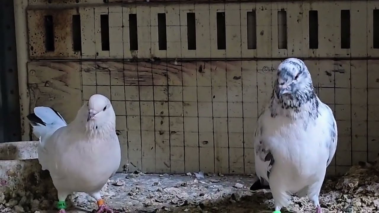 Иранские голуби. Молодые птицы летят по желанию, 2025 г.( Iranian pigeons love to fly)